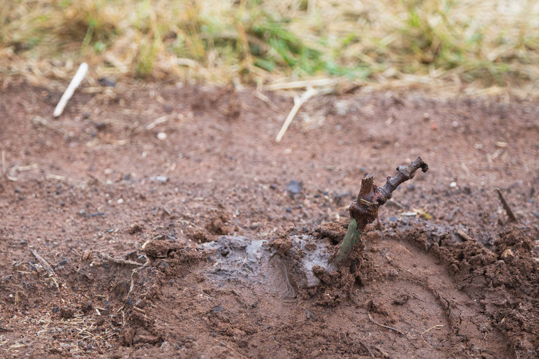 One Minute Read: Glorious Grenache