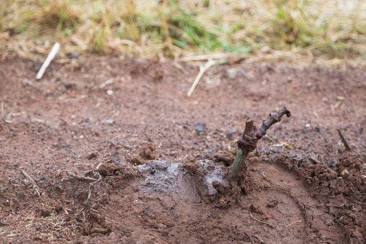 One Minute Read: Glorious Grenache